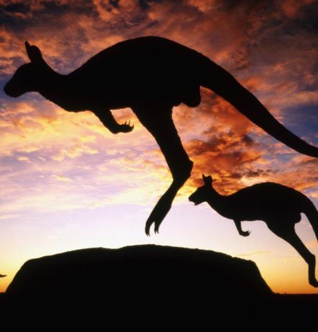 australia-kangaroo-twilight_1366x768