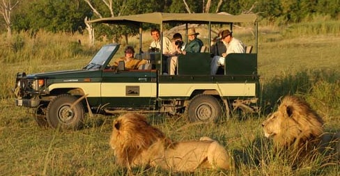 game-drive-lions