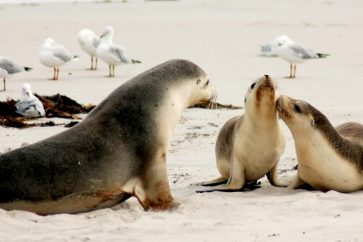 kangaroo-island