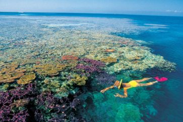 017104	Snorkelling - Hardy Reef, Great Barrier Reef