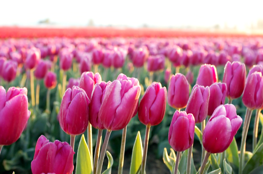 Tulip Festival, Canberra ACT