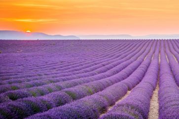 lavender-fields-provence-france-1456263408gkn48