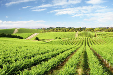 Vineyard in One Tree Hill, South Australia