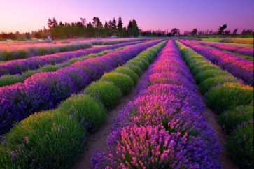 port-williams-lavender