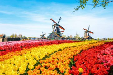 tulip-field-netherlands-shutterstock_483619153