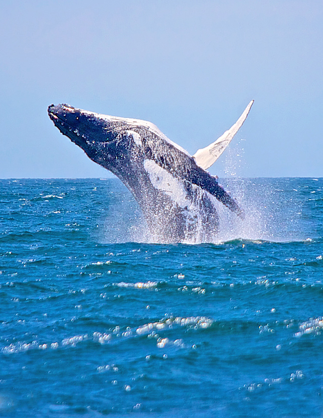 jervis-bay-whale