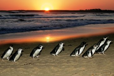 phillip_island_penguin_parade_at_sunset