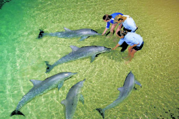 dolphin-feeding-9362-crop