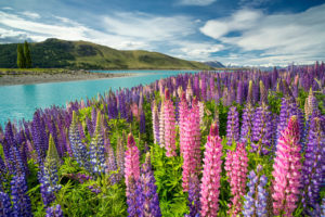 tekapo2