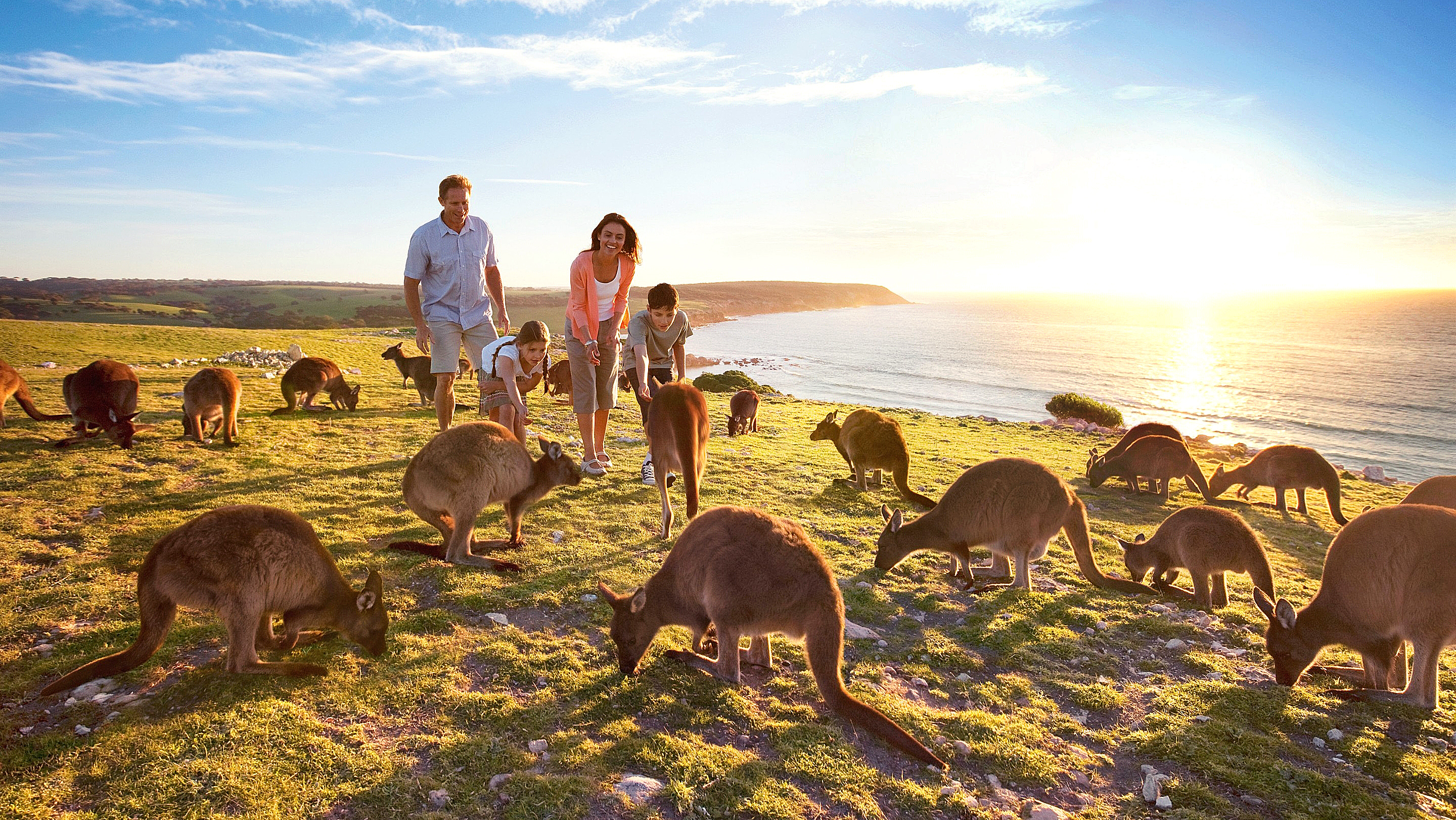 Сколько человек живет на островах. Остров кенгуру (Kangaroo Island). Остров кенгуру (залив сент-Винсент). Кенгуру в Австралии.