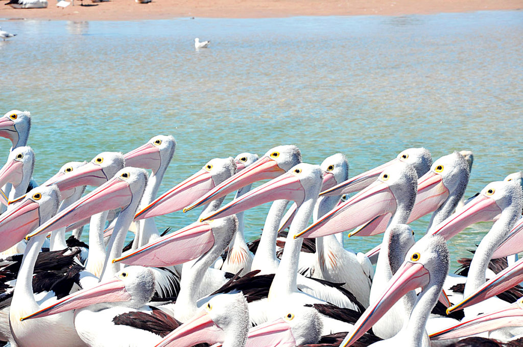 Pelican Feeding,The Entrance, Central Coast , NSW