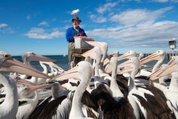 pelican-feeding