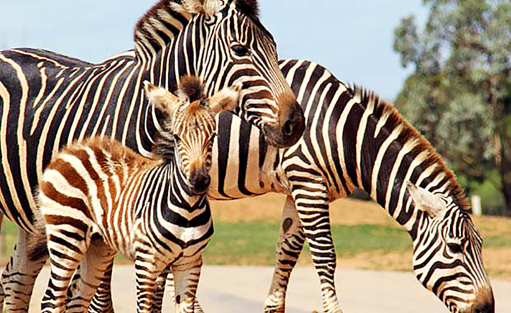 Werribee Zoo, Werribee South, Victoria