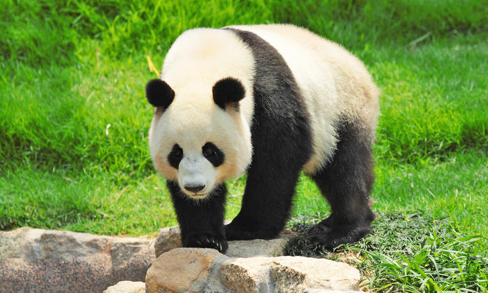 Giant panda, Chengdu Research Base of Giant Panda Breeding