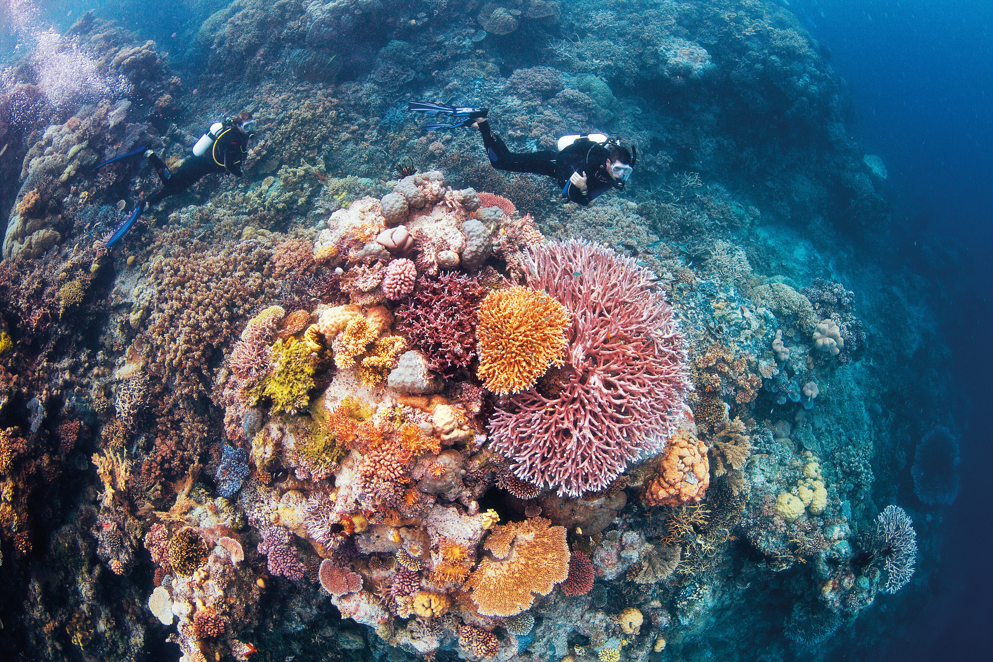 Great coral reef. Большой Барьерный риф в тихом океане. Морской парк большого барьерного рифа. Большой Барьерный коралловый риф. Барьерный риф в Австралии.