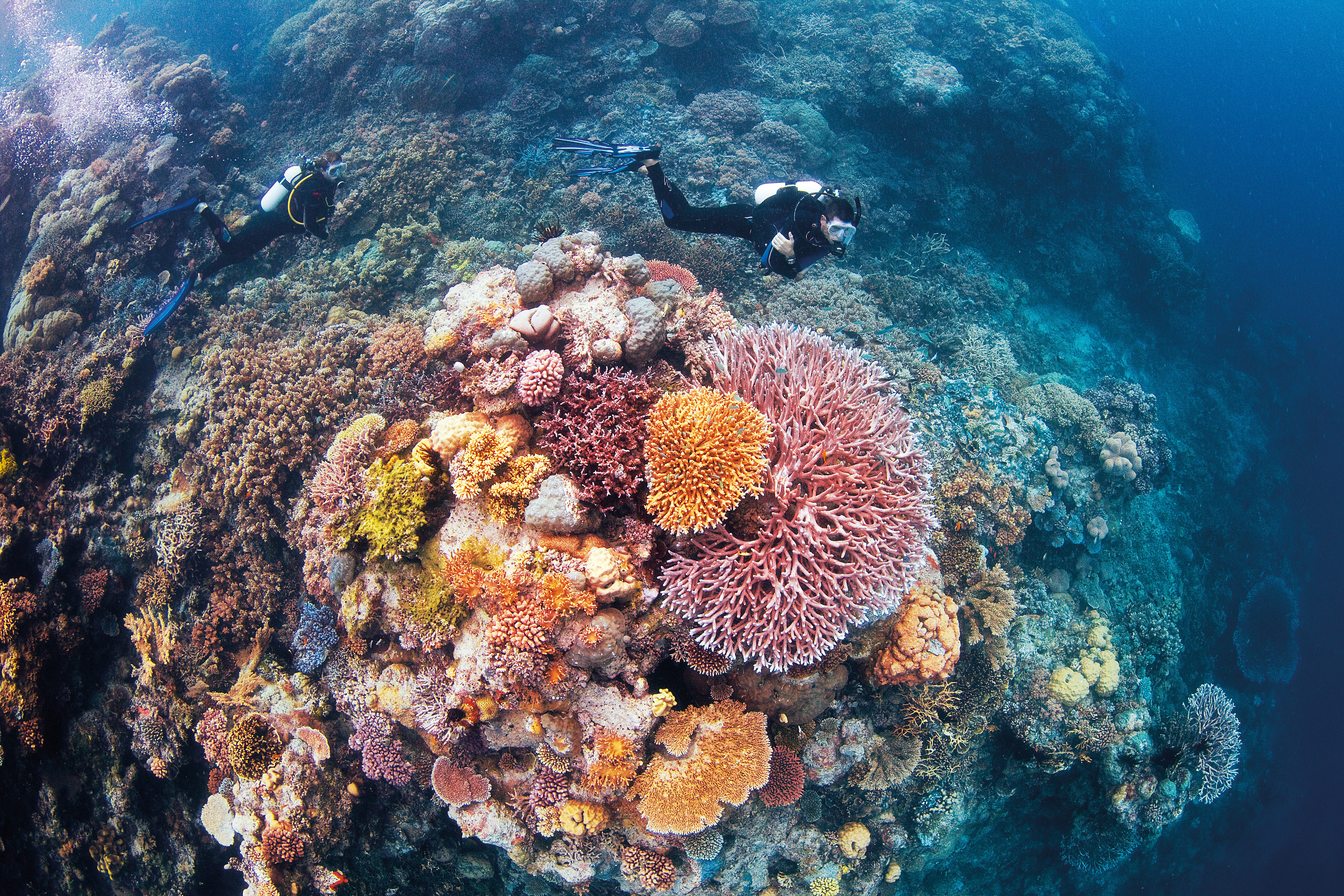 Great coral reef