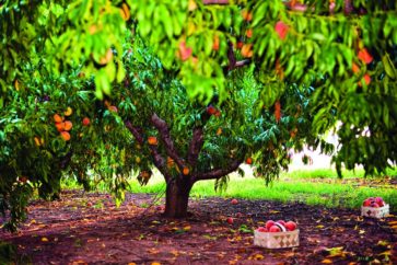 peach-tree-at-jaemor-farm-1495643416