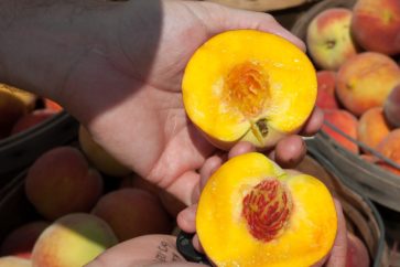 person-holding-red-and-yellow-fruit-2889197